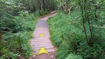 A photo of step 19 of the Lud's Church Walk route, with yellow arrows superimposed to show the way.