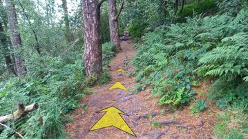 A photo of step 22 of the Lud's Church Walk route, with yellow arrows superimposed to show the way.