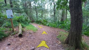 A photo of step 24 of the Lud's Church Walk route, with yellow arrows superimposed to show the way.