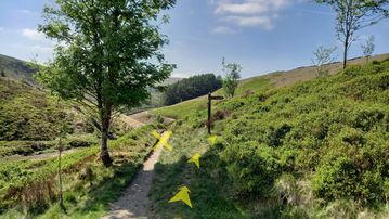 A photo of step 9 of the Wildmoorstone Valley Walk route, with yellow arrows superimposed to show the way.
